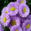 Erigeron Azure Fairy